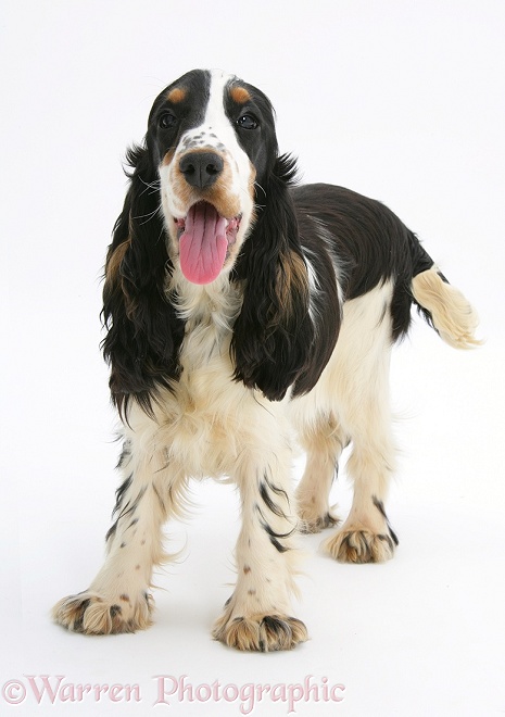 Tricolour English Cocker Spaniel, Mouse, 7 months old, white background