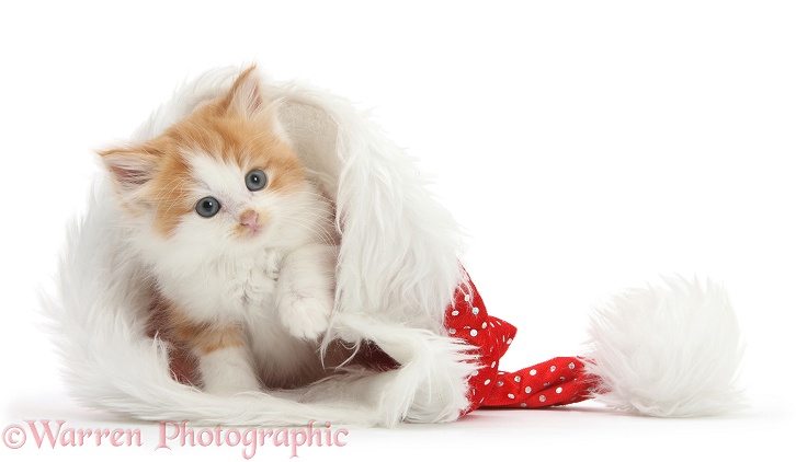 Ginger-and-white kitten in a Father Christmas hat, white background