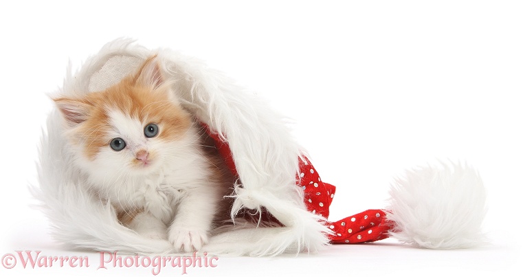 Ginger-and-white kitten in a Father Christmas hat, white background