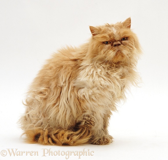 Dishevalled elderly Cream Persian male cat, Barnaby, white background