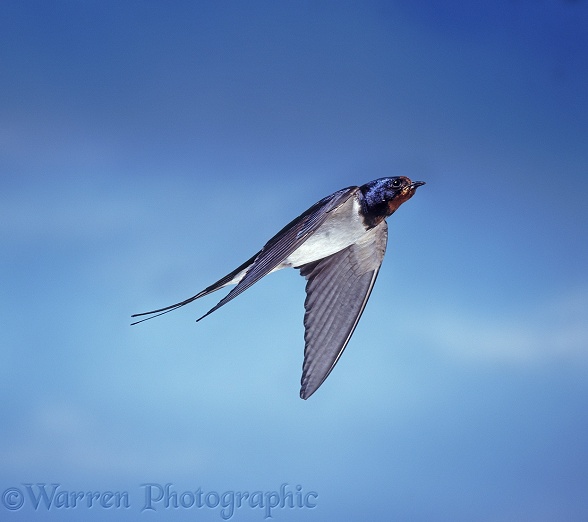 Barn Swallow (Hirundo rustica) bringing food to the nest