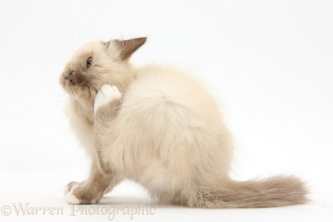 Birman-cross kitten, scratching, white background