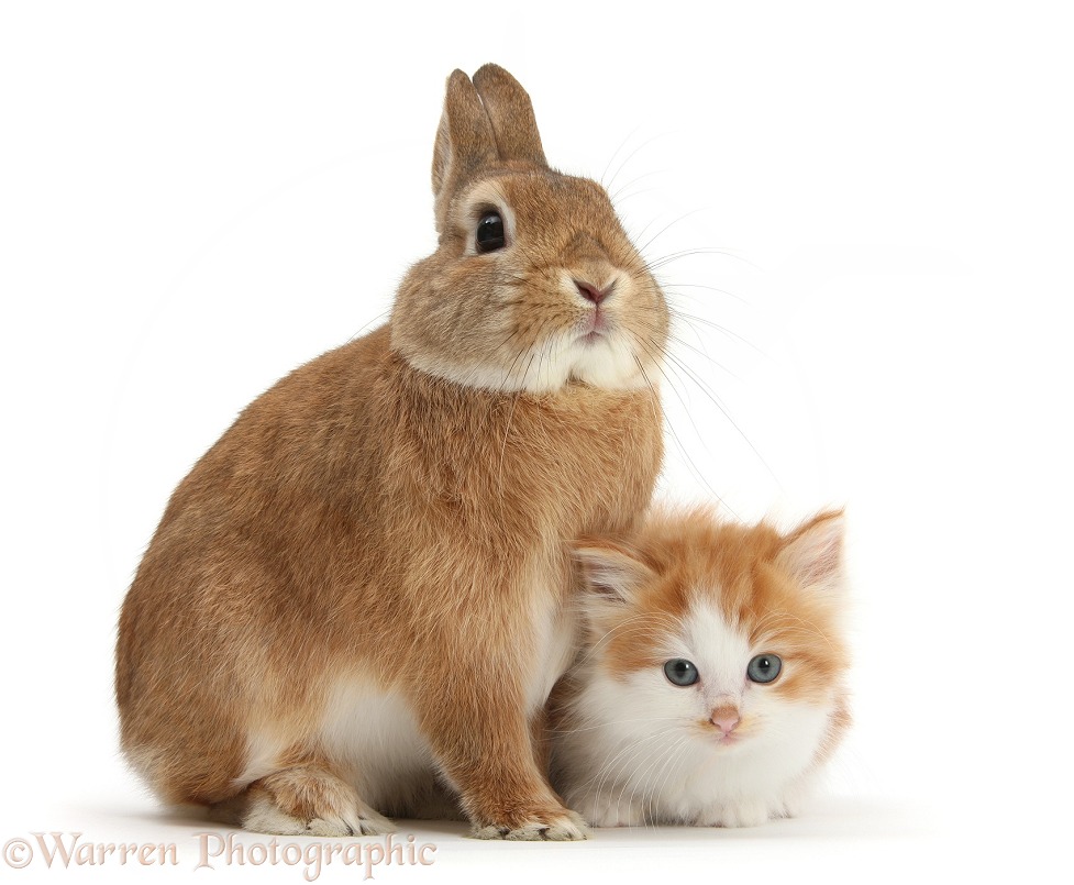 Ginger-and-white kitten and sandy Netherland dwarf-cross rabbit, Peter, white background