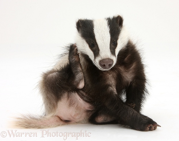 Young Badger (Meles meles) scratching himself, white background