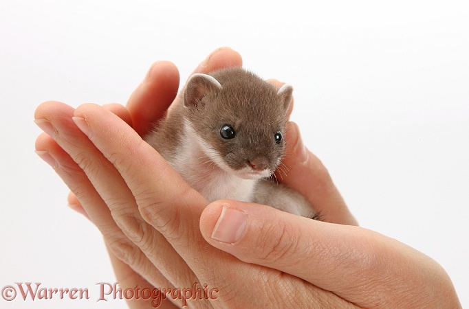 Baby Stoat (Mustela erminea) in hands, white background