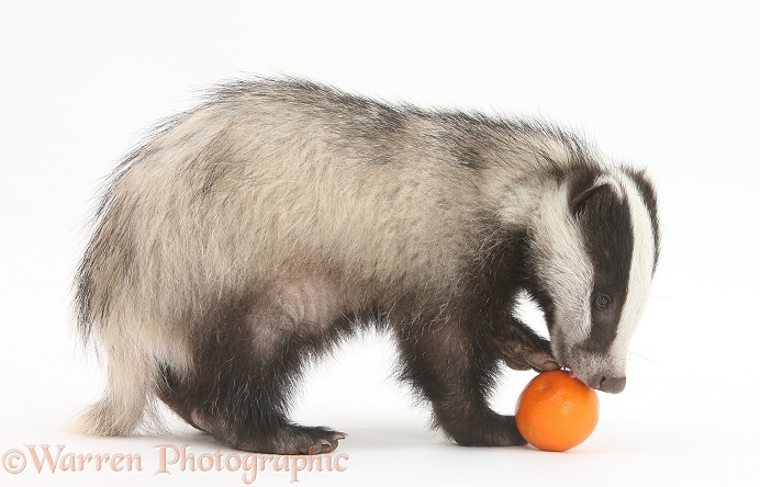 Young Badger (Meles meles) with an orange, white background