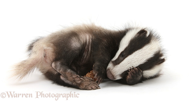 Playful young Badger (Meles meles) with a fir cone, white background