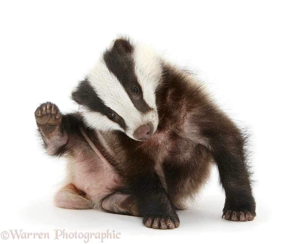 Young Badger (Meles meles) scratching himself, white background