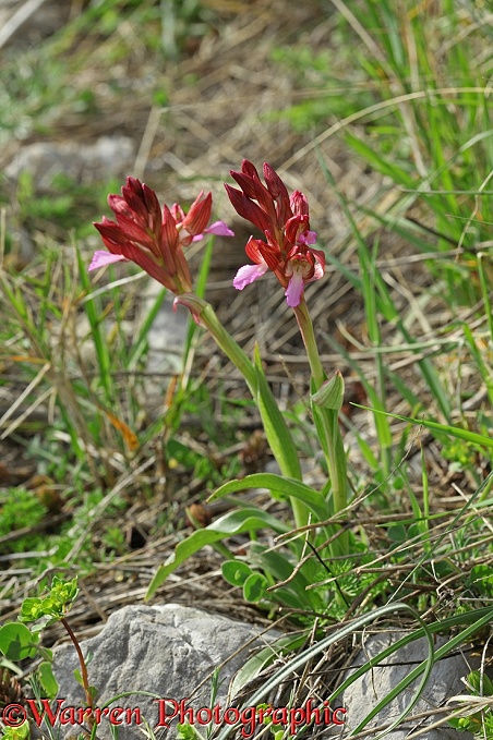 Pink Butterfly Orchid (Orchis papilionacea), Mt Faito southern Italy