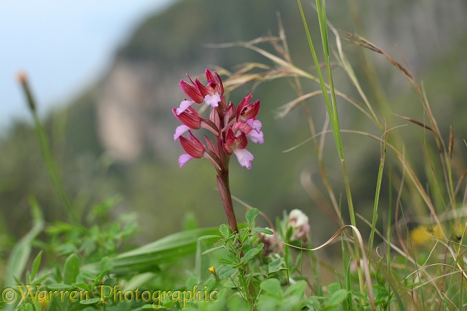 Pink Butterfly Orchid (Orchis papilionacea), Amalfi coast southern Italy