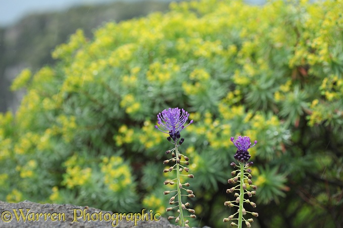 Tassel Hyacinth (Muscari comosum) growing in front of Tree Spurge (Euphorbia dendroides)