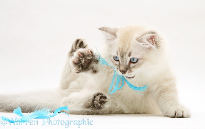 Sepia tabby-point Birman-cross kitten playing with blue feathers, white background