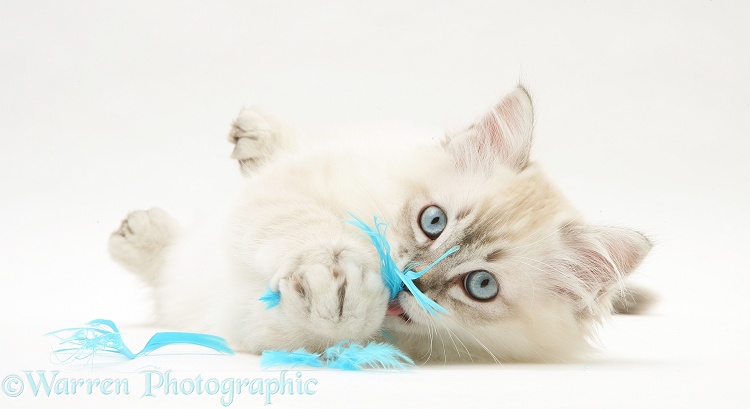 Sepia tabby-point Birman-cross kitten playing with blue feathers, white background