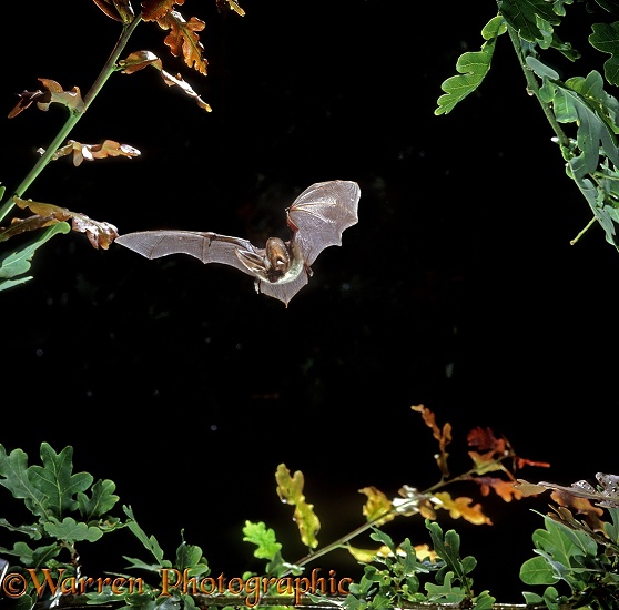 Brown Long-eared Bat (Plecotus auritus) flying among young oak leaves