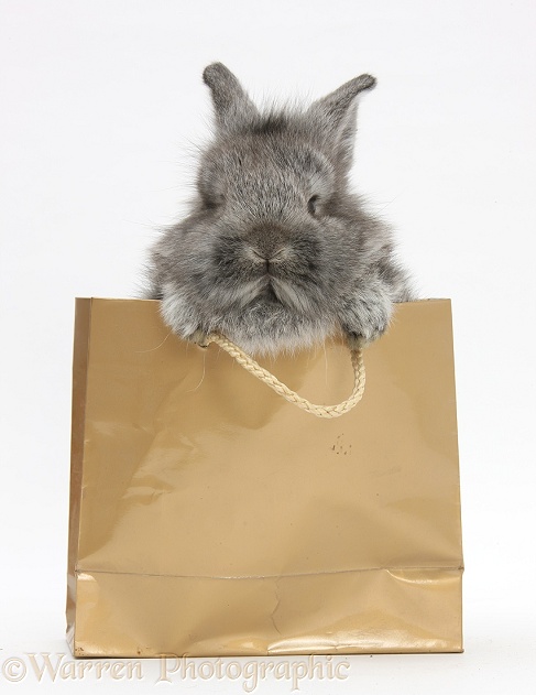 Young Silver Lionhead rabbit in a gold gift bag, white background