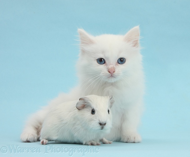 Baby white Guinea pig and white Maine Coon-cross kitten on blue background