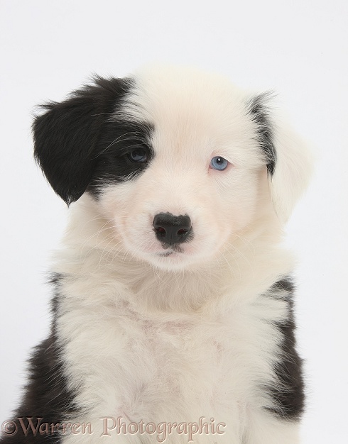 Black-and-white Border Collie pup, 6 weeks old, white background
