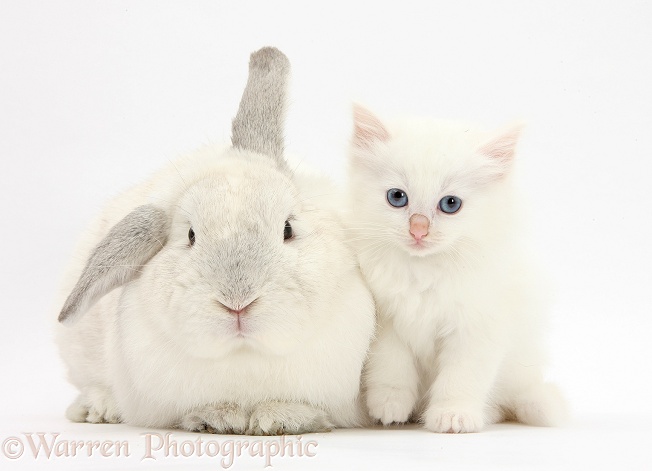White rabbit and white Maine Coon-cross kitten, 7 weeks old, white background