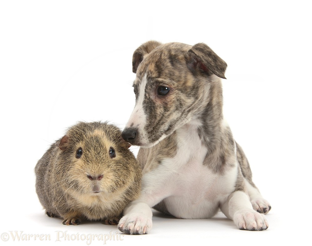 Brindle-and-white Whippet pup, Cassie, 9 weeks old, with Guinea pig, white background
