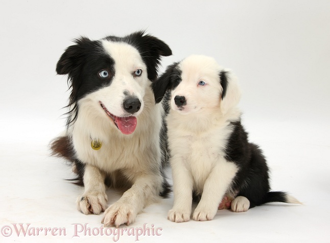 Black-and-white Border Collie, Spy, and pup, 6 weeks old, white background