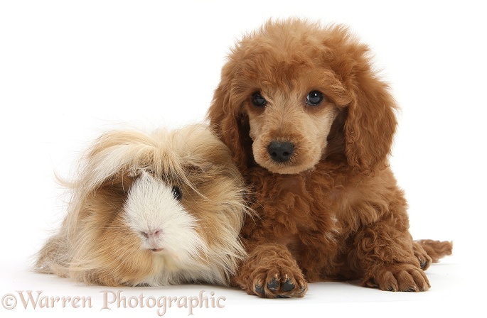 Apricot miniature Poodle pup, Ruebin, 8 weeks old, with Guinea pig, white background