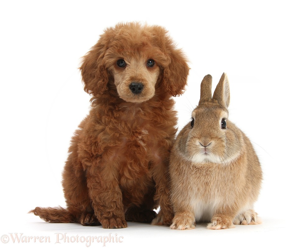 Apricot miniature Poodle pup, Ruebin, 8 weeks old, with Netherland dwarf-cross rabbit, Peter, white background