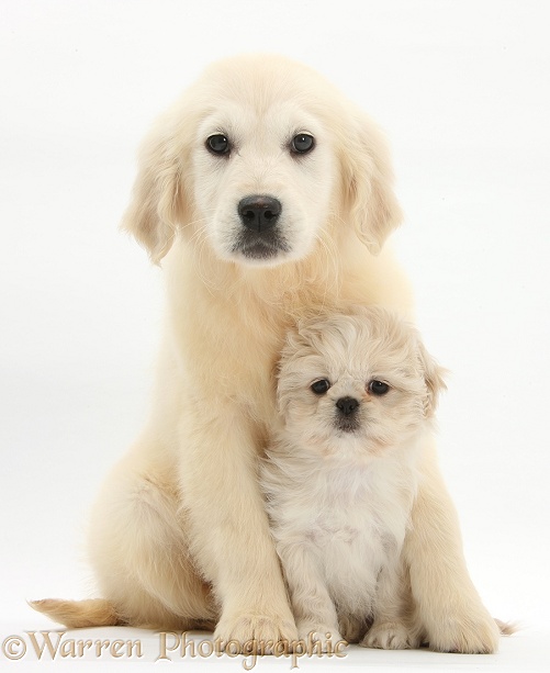 Golden Retriever pup, Daisy, 16 weeks old, with cream Shih-tzu pup, Lilly, 7 weeks old, white background