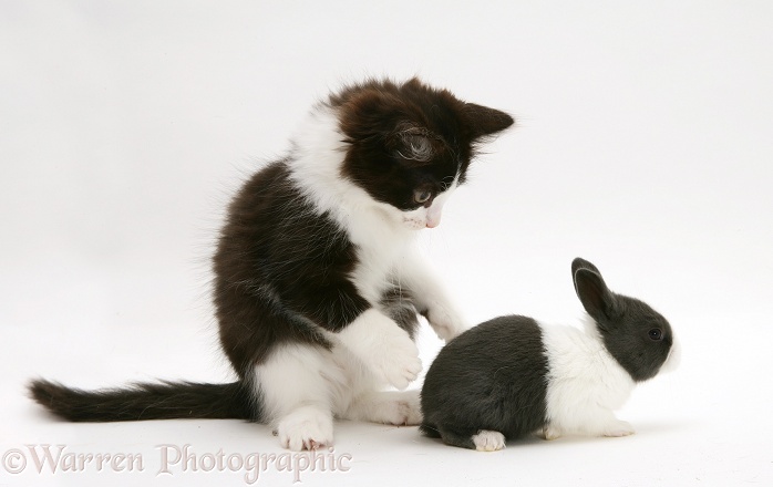 Black-and-white kitten, Felix, with baby blue Dutch rabbit, 3 weeks old, white background