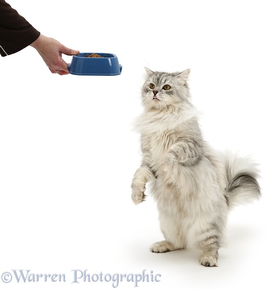 Chinchilla Persian cat, Horace, receiving food in a plastic bowl, white background