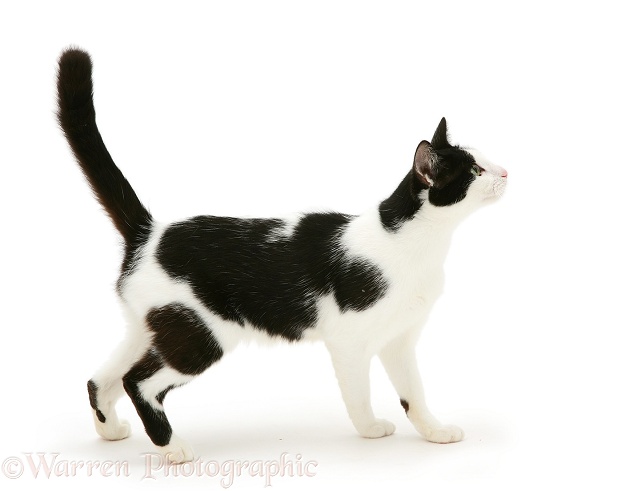 Black-and-white cat standing, white background