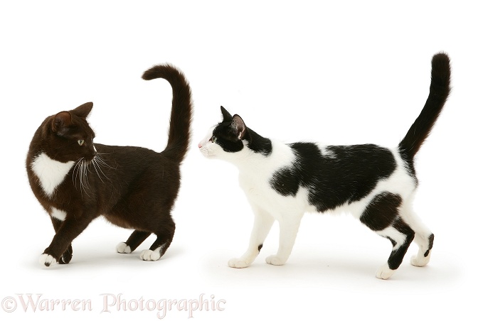 Two black-and-white cats, white background