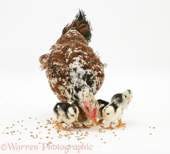 Hen and chicks eating grain, white background