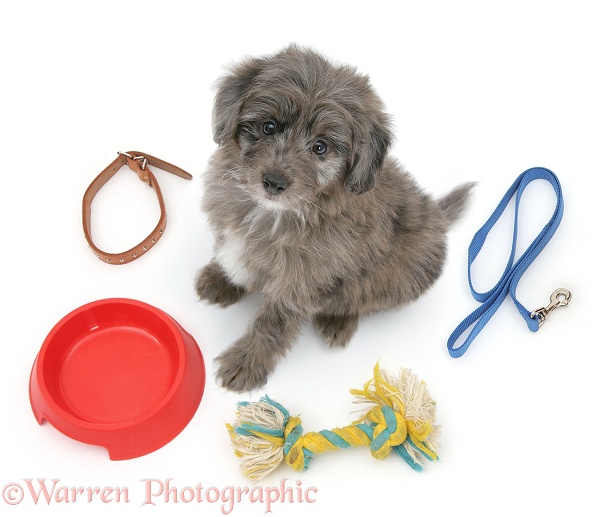 Shetland Sheepdog x Poodle pup, 7 weeks old, surrounded by objects for keeping a dog, white background
