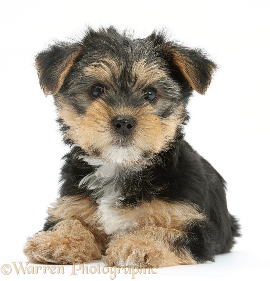 Yorkshire Terrier-cross pup, Evie, 8 weeks old, white background