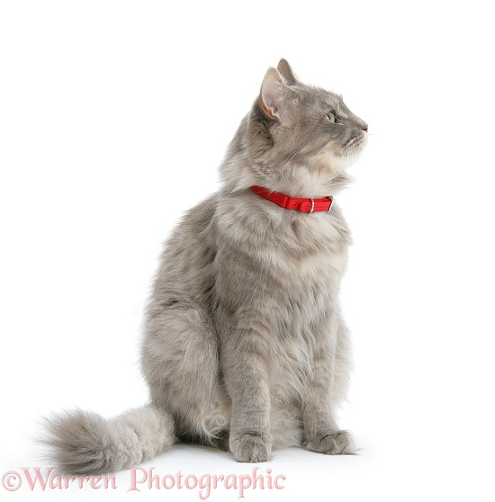 Adult Maine Coon female cat, Serafin, wearing a red collar, white background