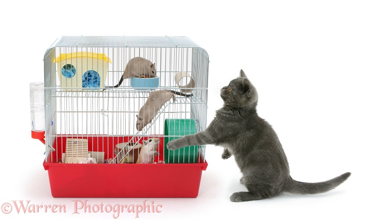 Grey kitten with gerbils in a cage, white background
