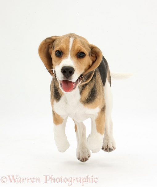 Beagle pup, Bruce, running, white background