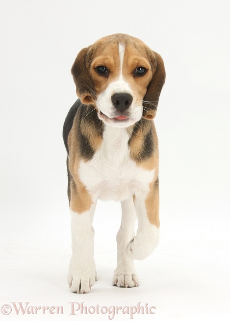 Beagle pup, Bruce, running, white background