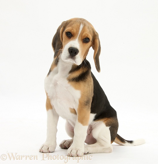 Beagle pup, Bruce, sitting, white background