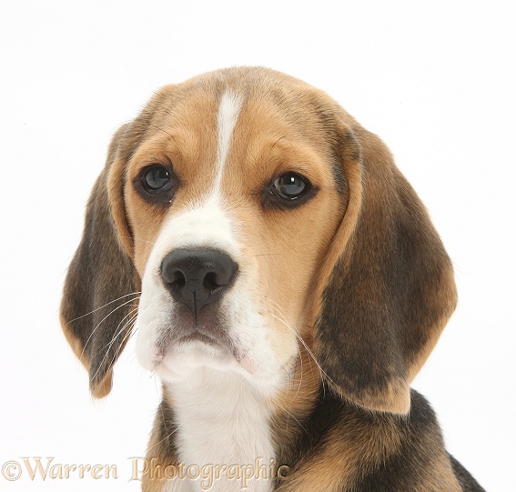 Beagle pup, Bruce, white background