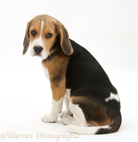 Beagle pup, Bruce, sitting and looking round, white background