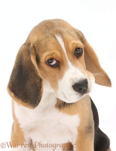 Beagle pup, Bruce, white background