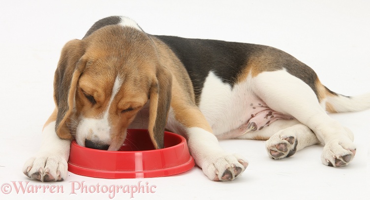 Beagle pup, Bruce, eating from a plastic bowl, white background