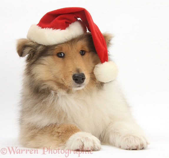 Rough Collie pup, Laddie, 14 weeks old, wearing a Father Christmas hat, white background