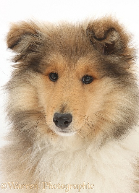 Rough Collie pup, Laddie, 14 weeks old, white background