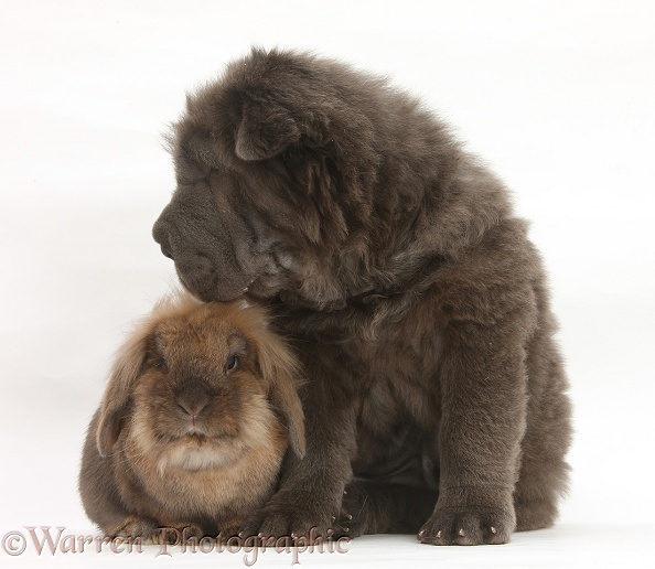 Blue Bearcoat Shar Pei pup, Luna, 13 weeks old, with Lionhead-cross rabbit, white background