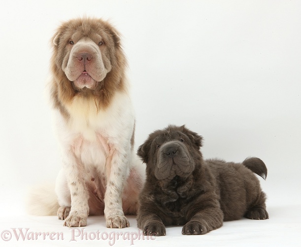 Bearcoat Shar Pei mother, Mia, with her Blue Bearcoat pup, Luna, 13 weeks old, white background