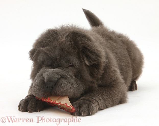 Blue Bearcoat Shar Pei pup, Luna, 13 weeks old, chewing a rawhide shoe, white background