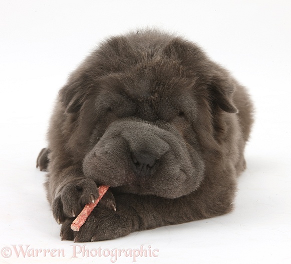 Blue Bearcoat Shar Pei pup, Luna, 13 weeks old, chewing a rawhide stick, white background