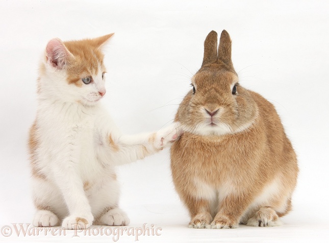 Ginger-and-white kitten and sandy Netherland dwarf-cross rabbit, Peter, white background